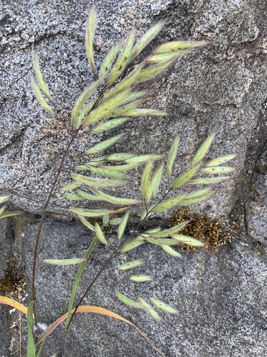 Bromus lanceolatus iNat (1)