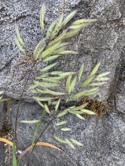 Lanceolate Brome (Bromus lanceolatus)