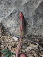 Taraxacum aphrogenes