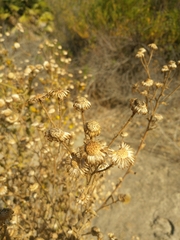 Asteraceae