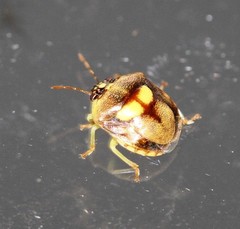 Aspideurus flavescens