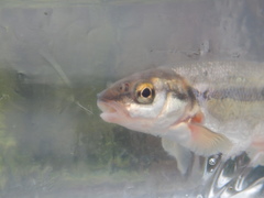 Couesius plumbeus