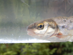 Couesius plumbeus