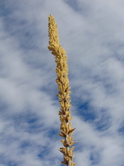 Dasylirion parryanum