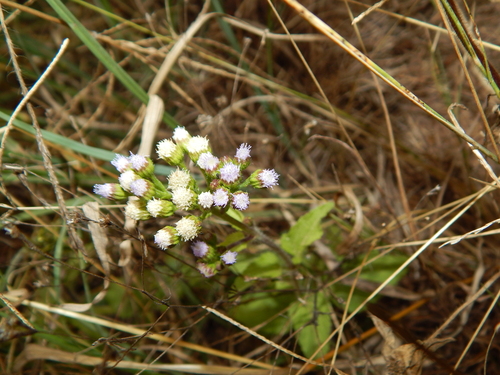 Ageratum conyzoides image