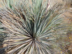 Dasylirion parryanum