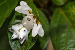 Epicadus heterogaster