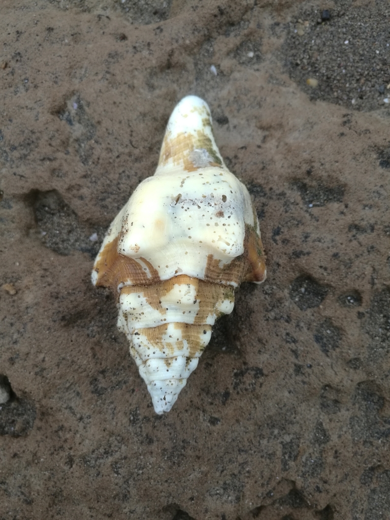 West Indian Chank Shell