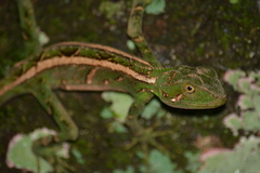 Enyalius iheringii