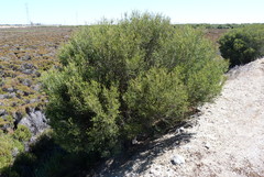 Melaleuca halmaturorum