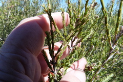 Melaleuca halmaturorum