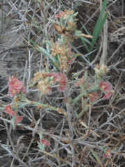 Noaea mucronata