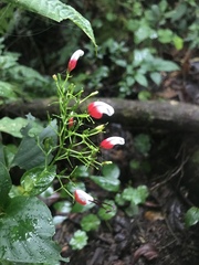 Stenostephanus glaber