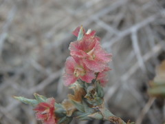 Noaea mucronata