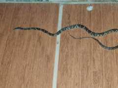 Trimorphodon quadruplex