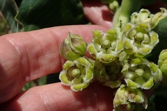 Xysmalobium undulatum