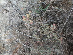 Noaea mucronata