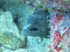 Gymnothorax mordax