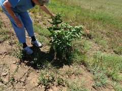 Xysmalobium undulatum