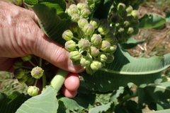 Xysmalobium undulatum