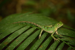 Enyalius iheringii