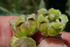 Xysmalobium undulatum