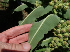 Xysmalobium undulatum