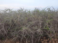 Lycium schweinfurthii