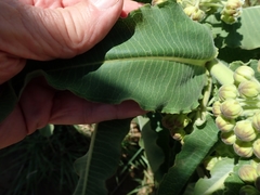 Xysmalobium undulatum