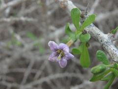 Lycium schweinfurthii