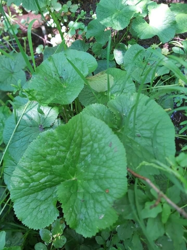 marsh marigold