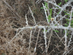 Lycium schweinfurthii