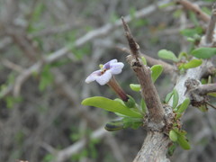 Lycium schweinfurthii