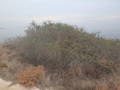 Lycium schweinfurthii