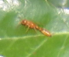 Tetraponera