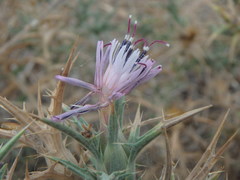 Safflower (Carthamus)