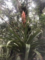 Tillandsia ponderosa
