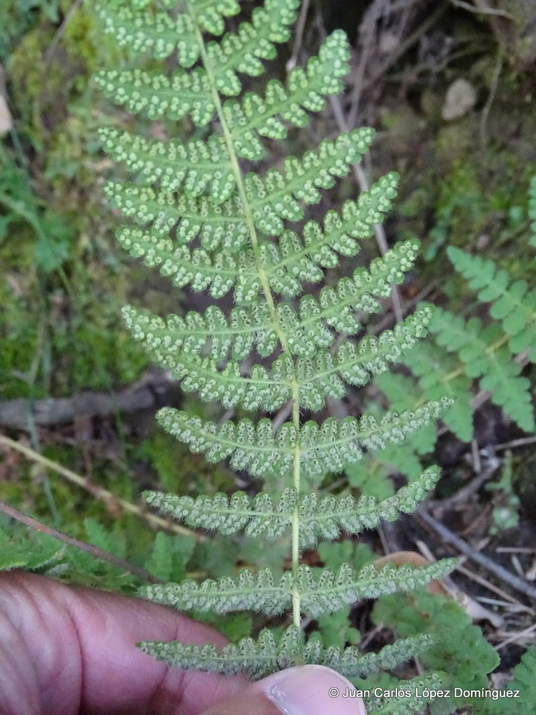 Woodsia mollis