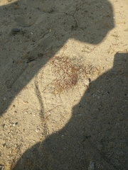 Magnoliopsida