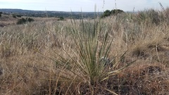 Yucca campestris