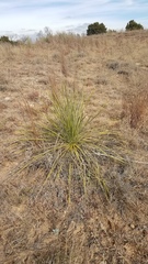 Yucca campestris