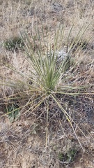 Yucca campestris
