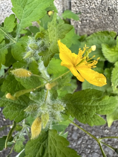 Chelidonium asiaticum (Chelidonium asiaticum)
