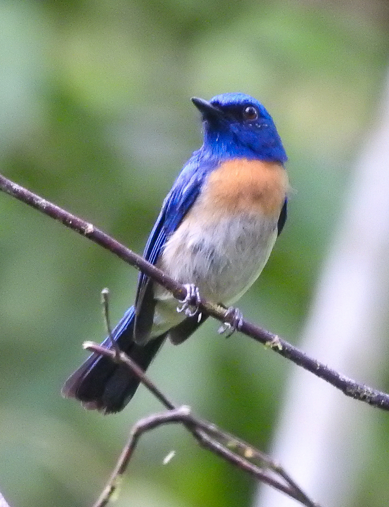 Malaysian Blue Flycatcher photo