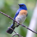 Malaysian Blue Flycatcher - Photo (c) brian fisher, some rights reserved (CC BY-NC-SA), uploaded by brian fisher