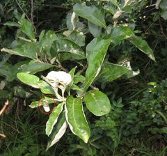 Attelabidae
