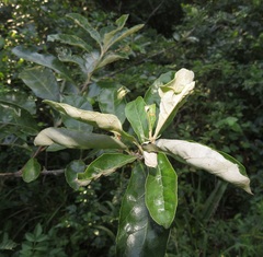 Attelabidae