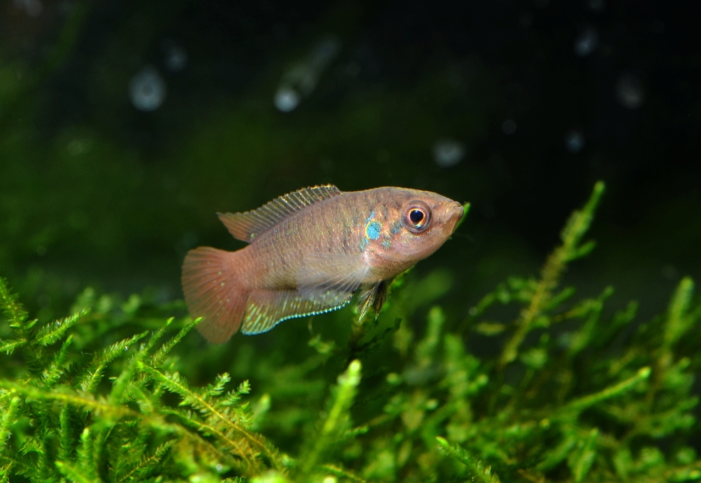 Round-Tailed Paradisefish