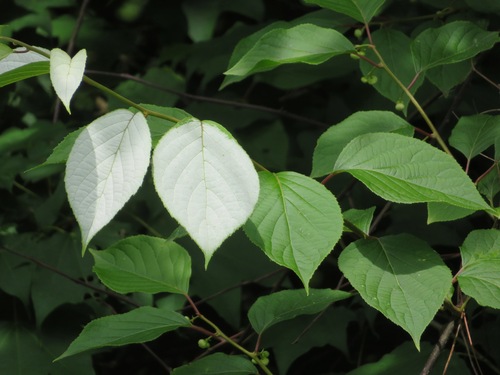 Image of Silver Vine (Actinidia polygama) by (c) Marco Mussita, some rights reserved (CC BY)