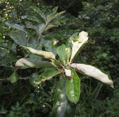 Attelabidae
